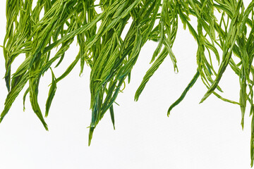 acacia climbing wattle green background