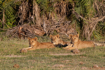 Three resting young female lions lying on the grass in Kenya.