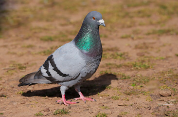 Close up of a wild pigeon / rock dove (Columba livia)