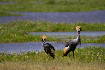 Colorful birds in black and yellow standing in the grass in Kenya.