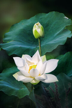 Fine art - Beautiful white lotus flower and lotus flower plants, pure white lotus flower, symbol of VietNam.