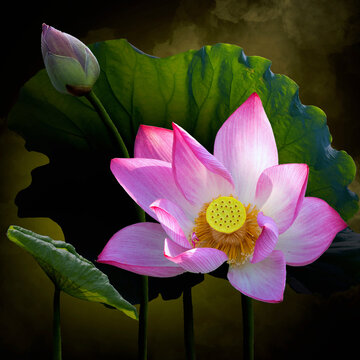 Fine art - Beautiful lotus flower and lotus flower plants, pure lotus flower, symbol of VietNam.