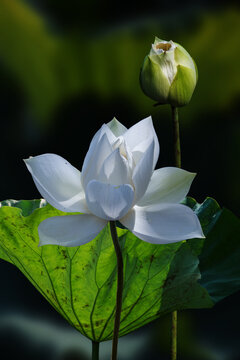Fine art - Beautiful white lotus flower and lotus flower plants, pure white lotus flower, symbol of VietNam.
