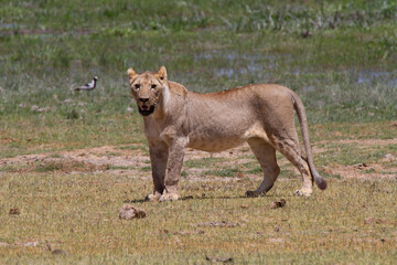 Female lion on the grass in the typical African tundra landscape in Kenya.
