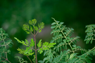 Fresh Moringa leaves background