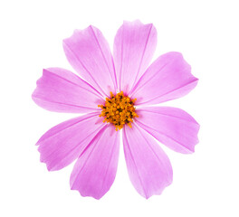 Fototapeta premium Pink Cosmos flower isolated on white background. Garden Cosmos