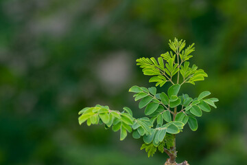 Fresh Moringa leaves background