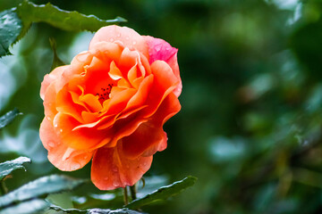orange rose with water drops after summer rain in the garden