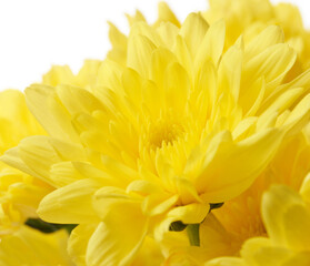 Chrysanthemums are colorful, easy to grow