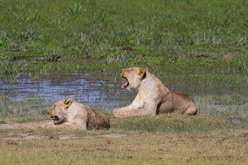 Female lion on the grass in the typical African tundra landscape in Kenya.