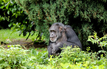 An adult chimpanzee sitting in the long grass