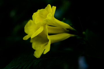 Spring Flowering Bermuda Buttercup or yellow buttercup allamanda flower blossom close up shot
