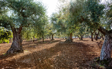 Traditional plantation of olive trees in Puglia (Apulia),  Italy..