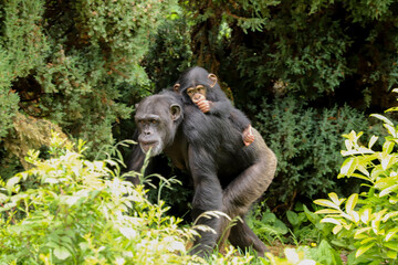 A mother chimpanzee walking along with a cute baby riding on its back sucking its thumb
