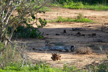 Cheetah lying in the shadow for resting in Kenya. © Sandra