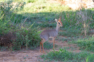Small antelope standing in the bush and looking back.