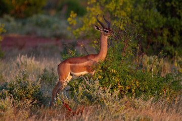 Antelope during sunset with warm light in the bush in Kenya.