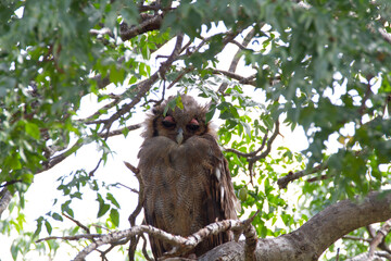 Owl sitting in a tree in Kenya.