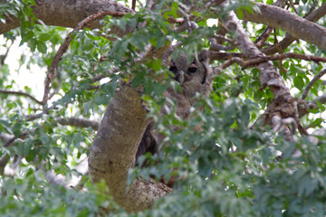 Owl sitting in a tree in Kenya.