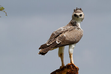 Funny looking bird sitting on a branch in Kenya.