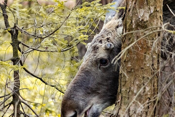 Close-up photo of a moose in the wild. Animal in the forest.