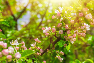 Blossom Apple Tree in April on a transparent spring day in bright sunlight.