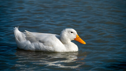 Fototapeta na wymiar White Duck Swimming In Water