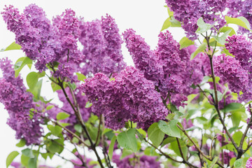 lilac branch, blooming lilac, lilac flowers on a white background