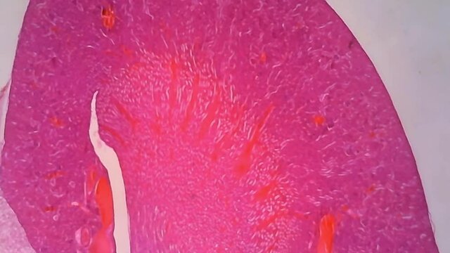 Microscope Human Kidney Longitudinal Section 1000x Focusing