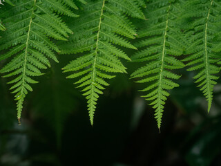 Fototapeta na wymiar Ferns are commonly grown as ornamental plants in the garden
