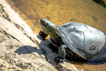 European marsh turtle in a swamp close-up. Reptiles.