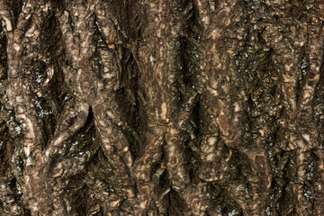Bark of tree macro. Background closeup of a tree trunk.