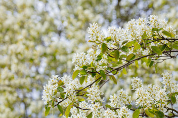 Flowering Karina. Spring, white flowers on a sunny summer day