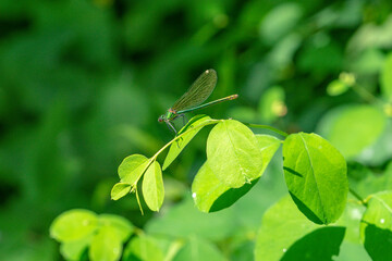 dragonfly on a green background