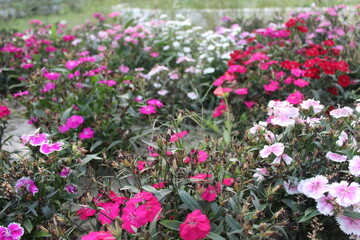 pink flowers in the garden