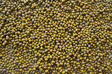 The mung bean (Vigna radiata), alternatively known as the green gram, maash, or moong, is a plant species in the legume family. Background and texture.