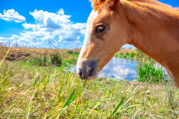 close up portrait of the young horse