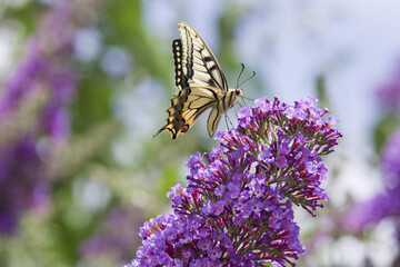 Papillon le grand porte-queue © Pictures news
