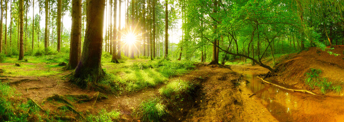 Forest panorama with brook and bright sun shining through the trees