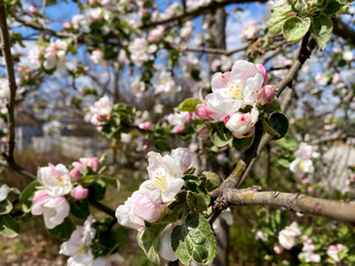 Blooming apple tree on a sunny spring day. White and pink flowers. Beginning of a new life. 