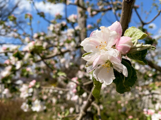 Blooming apple tree on a sunny spring day. Sunrise and the beginning of a new life. 