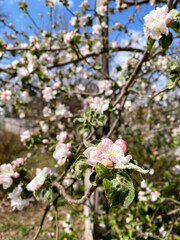 Blooming apple tree on a sunny spring day. Sunrise and the beginning of a new life. Vertical