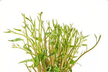 Naklejka premium Morning glory has many nutrients that are beneficial to the body.