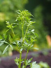 Agricultural spring background. Plant the parsley seasoning herb, in the second year grow a tall stalk, ready for flowering.
