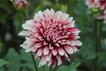 red dahlia flower in garden
