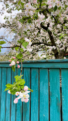 Fototapeta na wymiar A sprig of blooming apple tree in front of a green fence on a sunny spring day. 