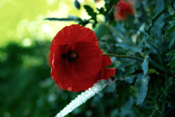 we admire the red poppy bushes on the plain