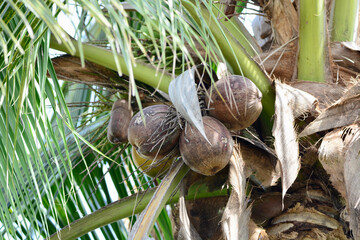 A coconut nut it's a big big nut if you eat to much you get very fat.