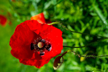bush of red poppy flowers on the plain
