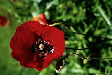 bush of red poppy flowers on the plain